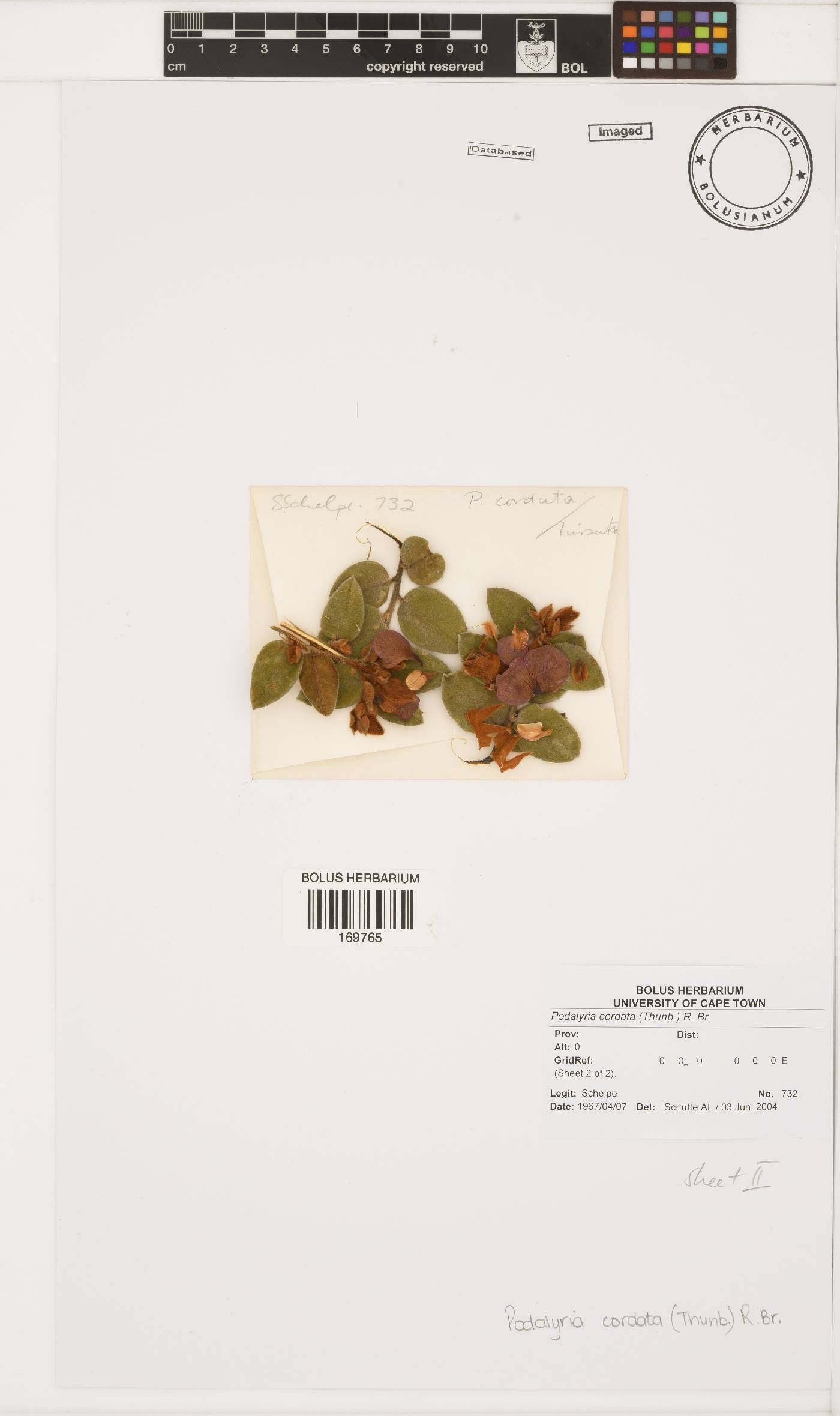 Podalyria cordata image