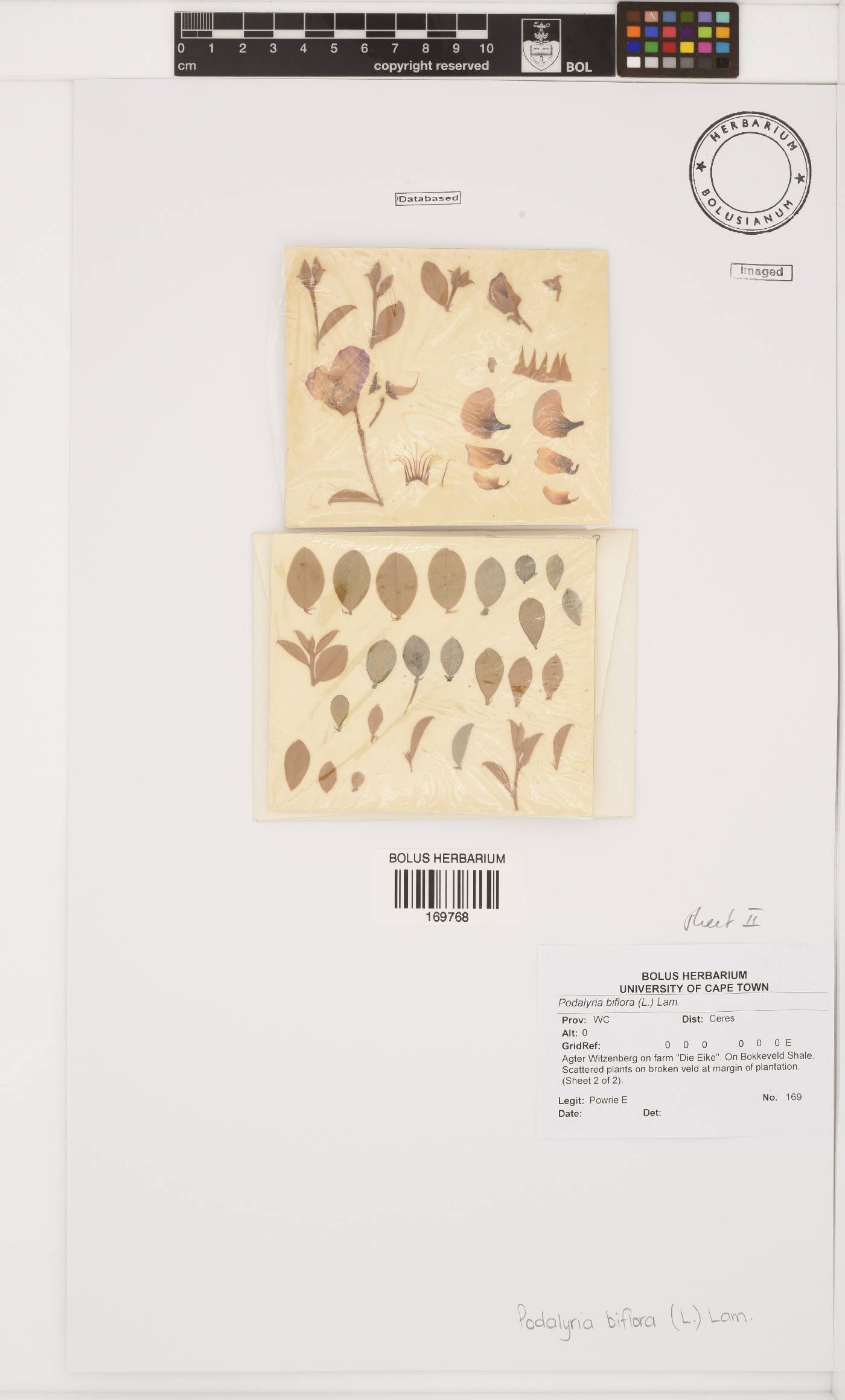 Podalyria biflora image