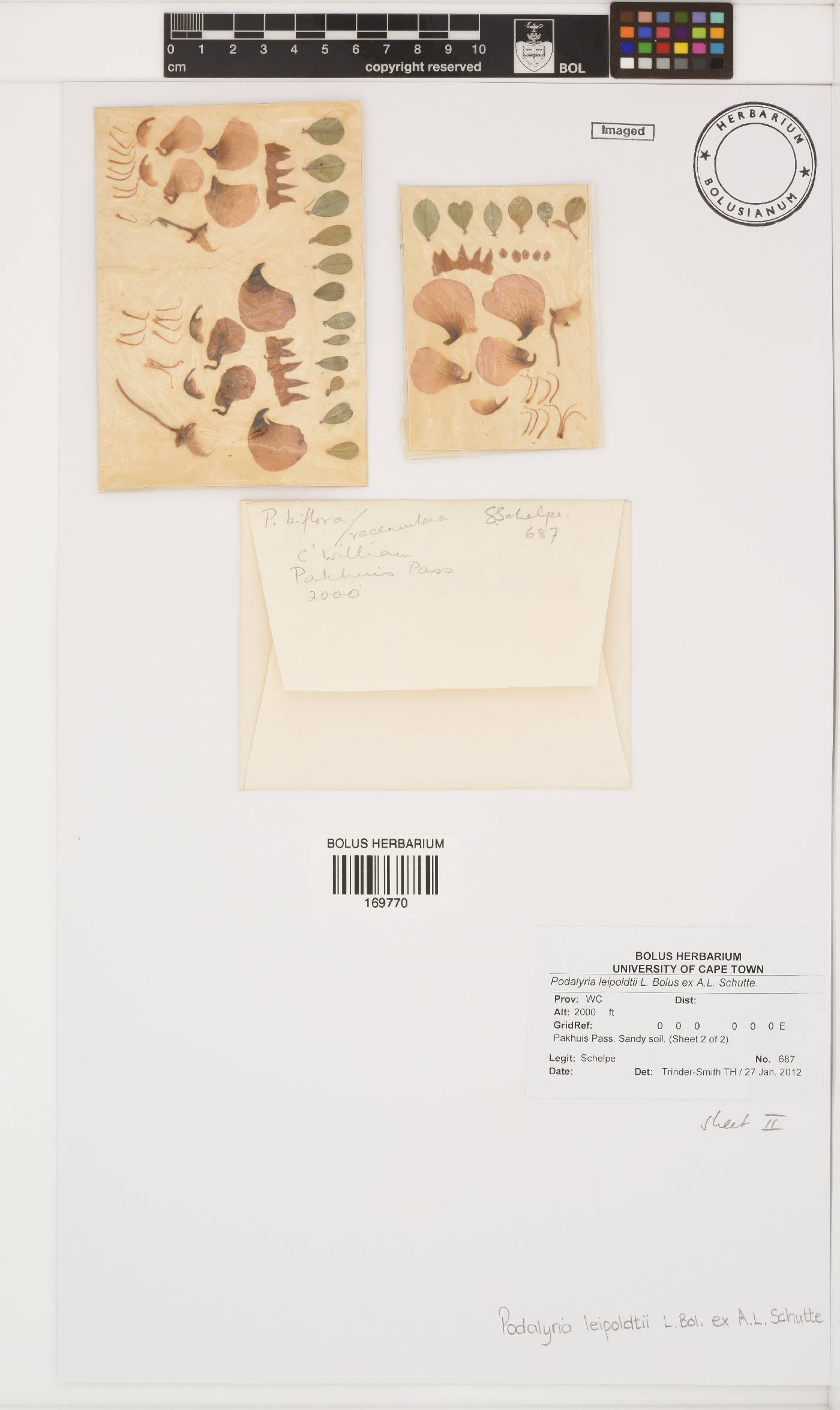 Podalyria leipoldtii image
