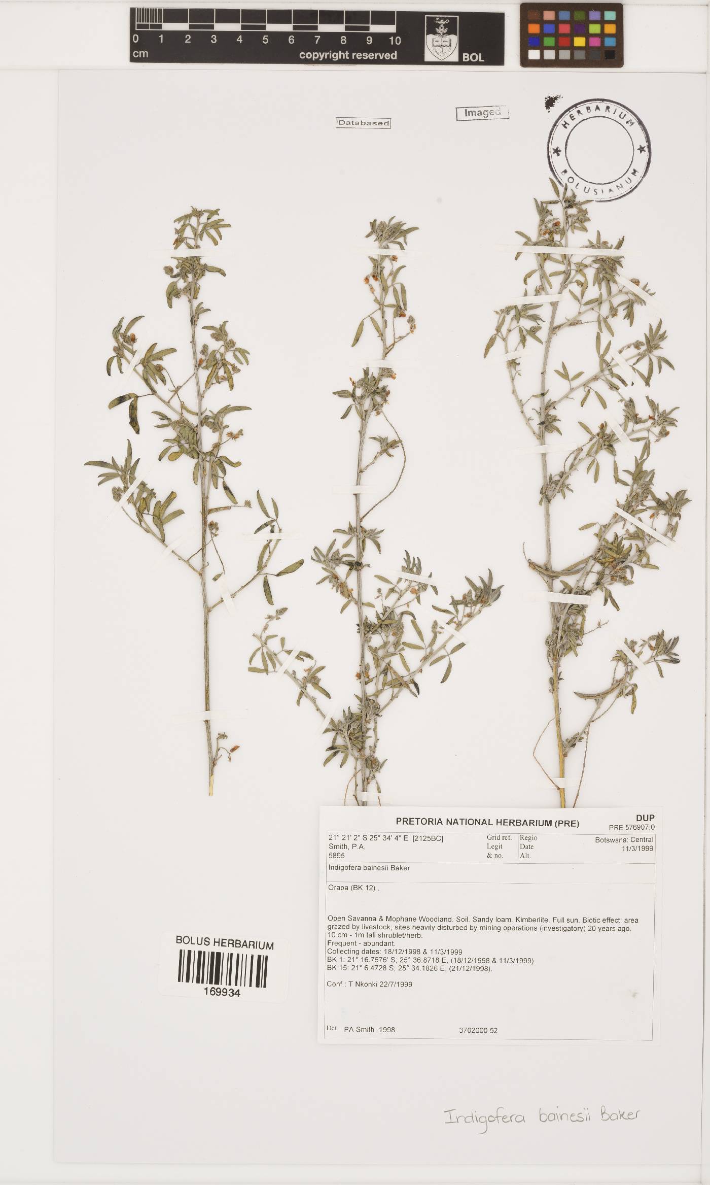 Indigofera bainesii image