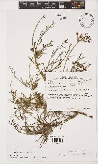 Psoralea verrucosa image