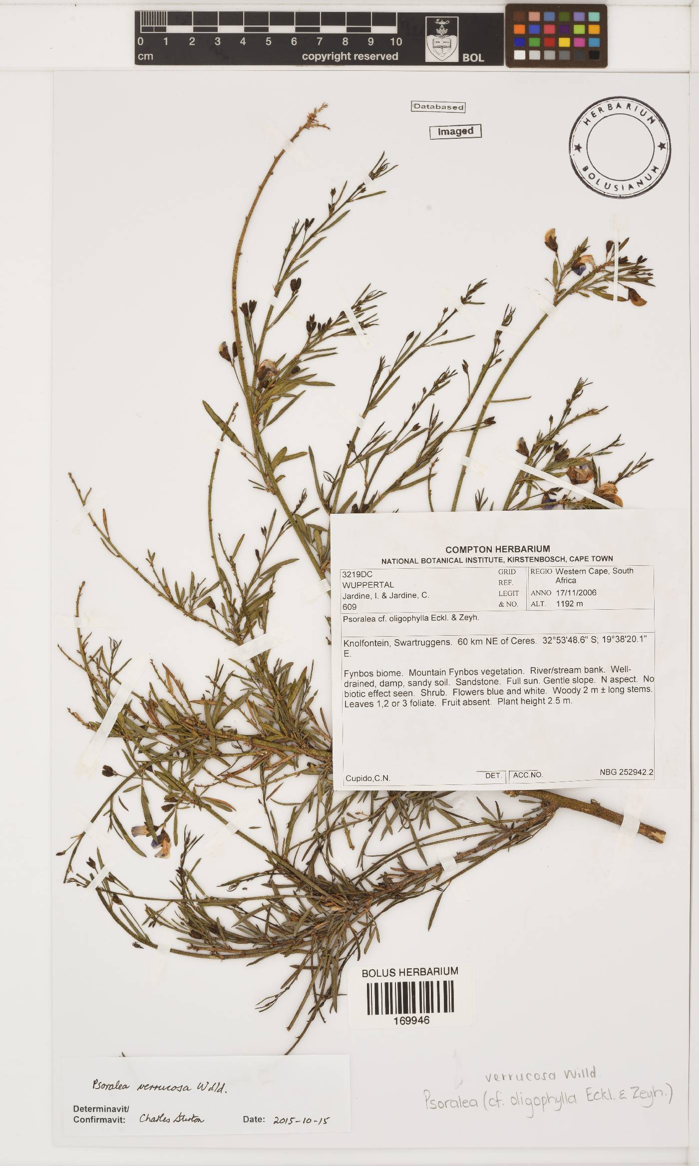 Psoralea verrucosa image