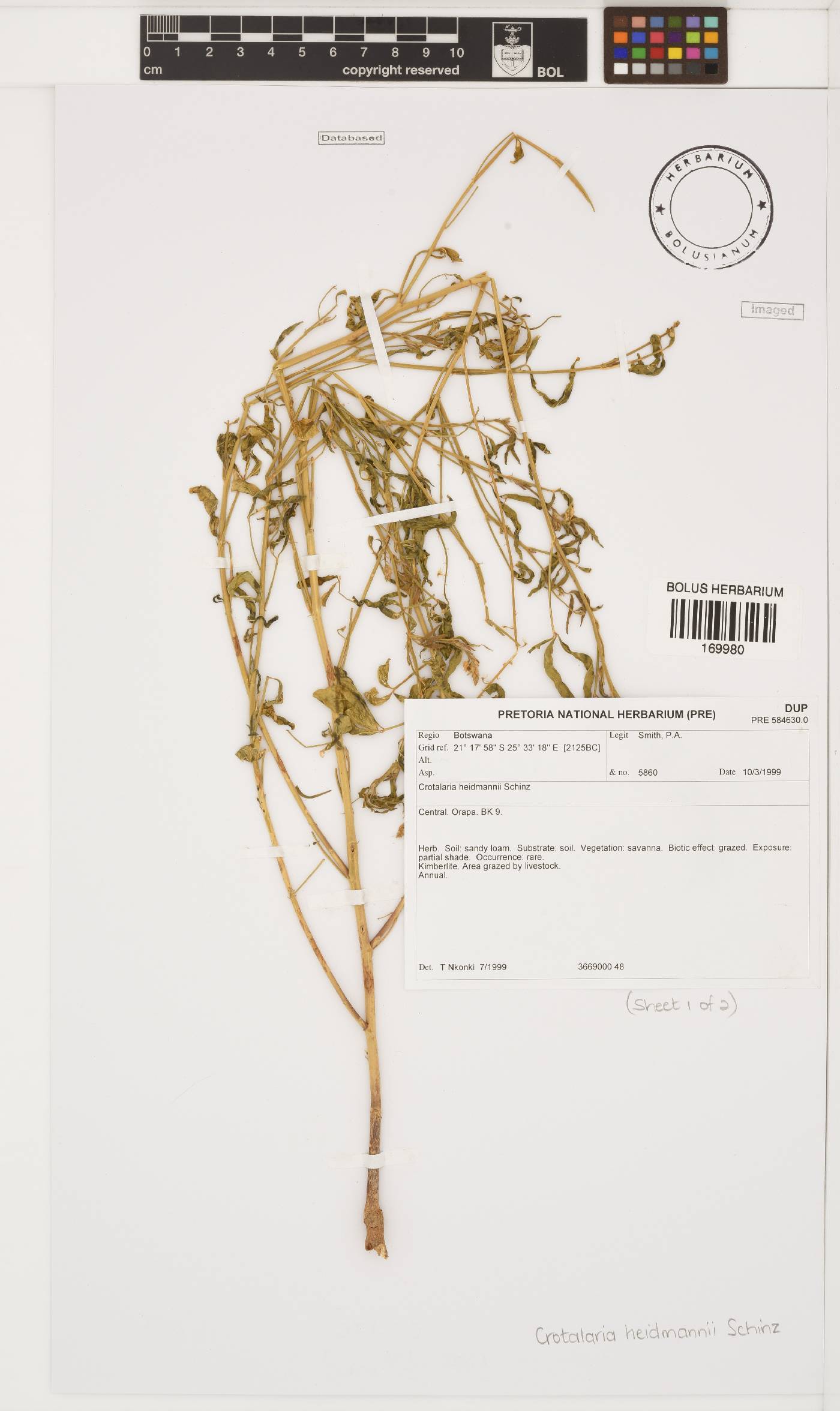 Crotalaria heidmannii image