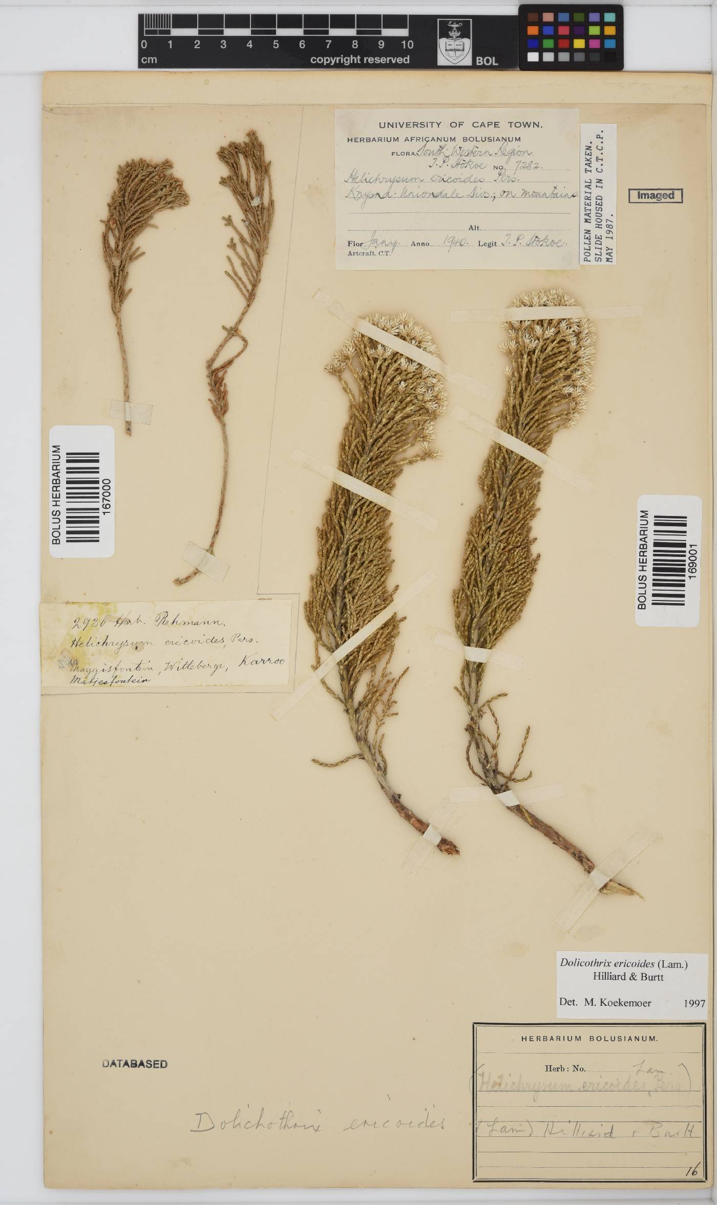 Dolichothrix image