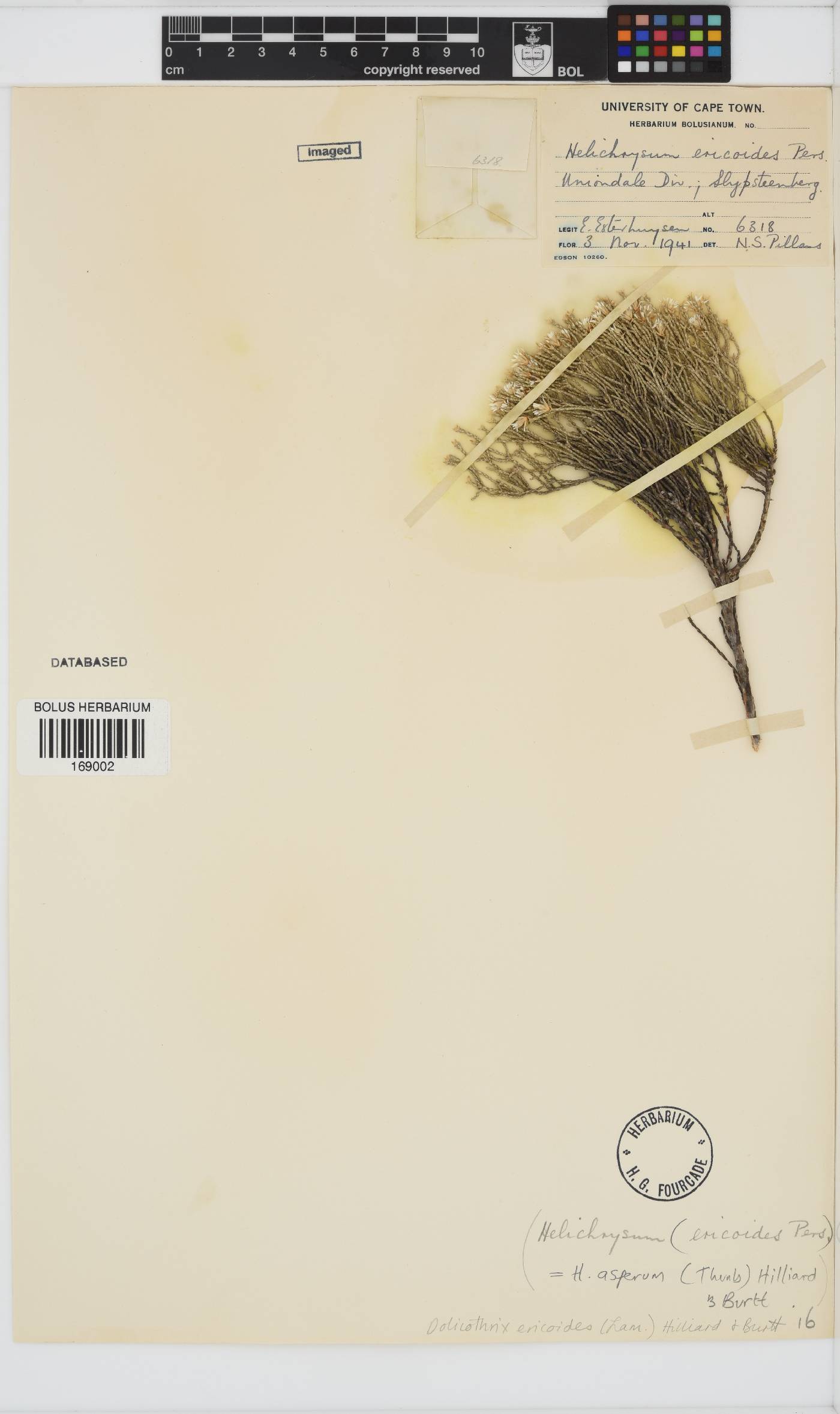 Dolichothrix ericoides image