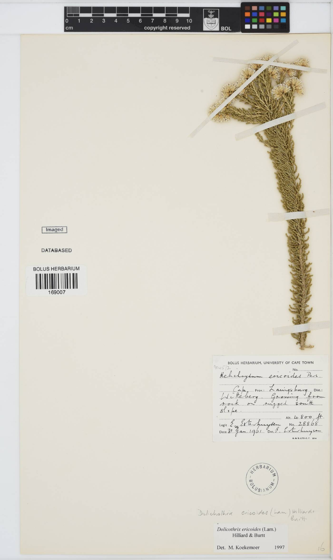 Dolichothrix ericoides image