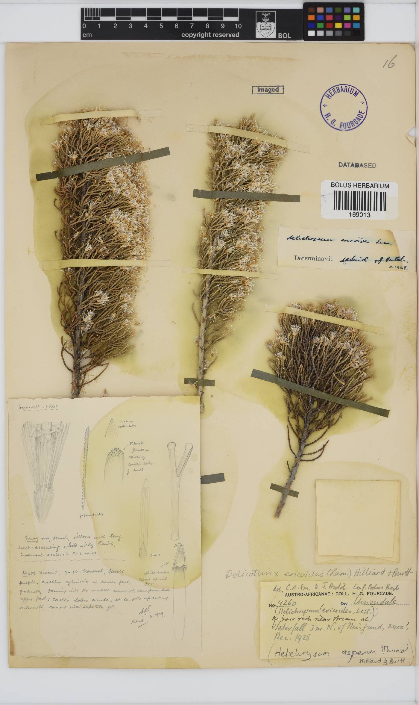 Dolichothrix ericoides image