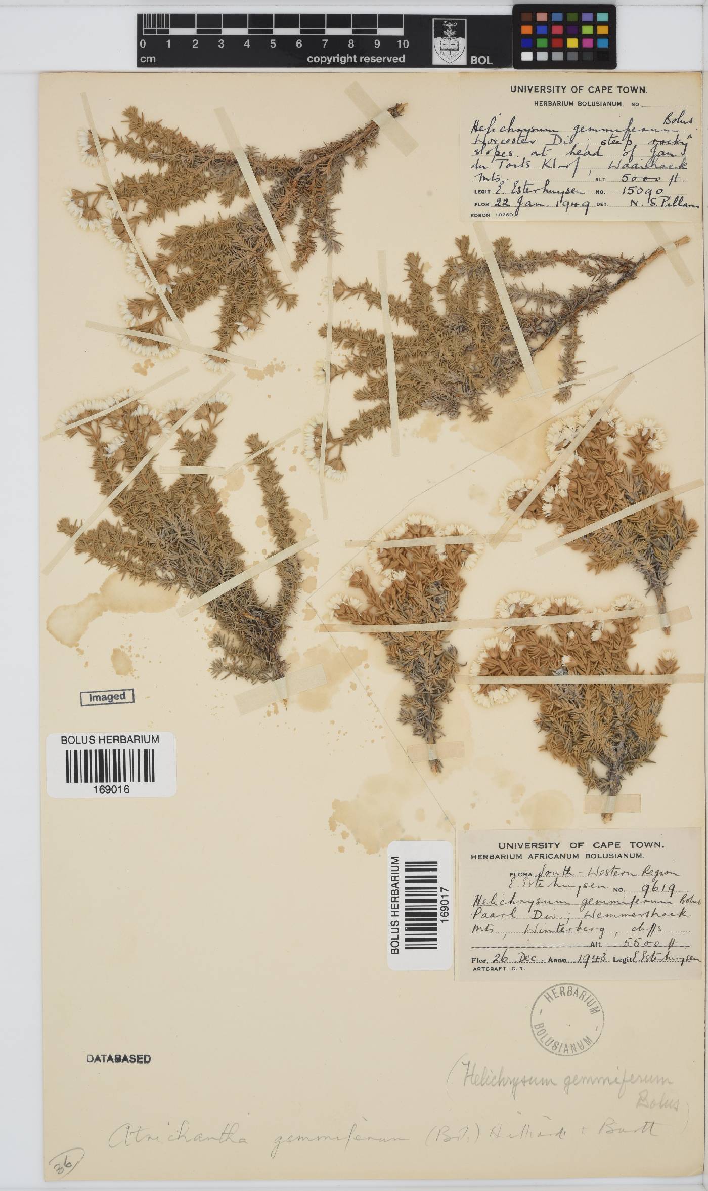 Atrichantha gemmifera image