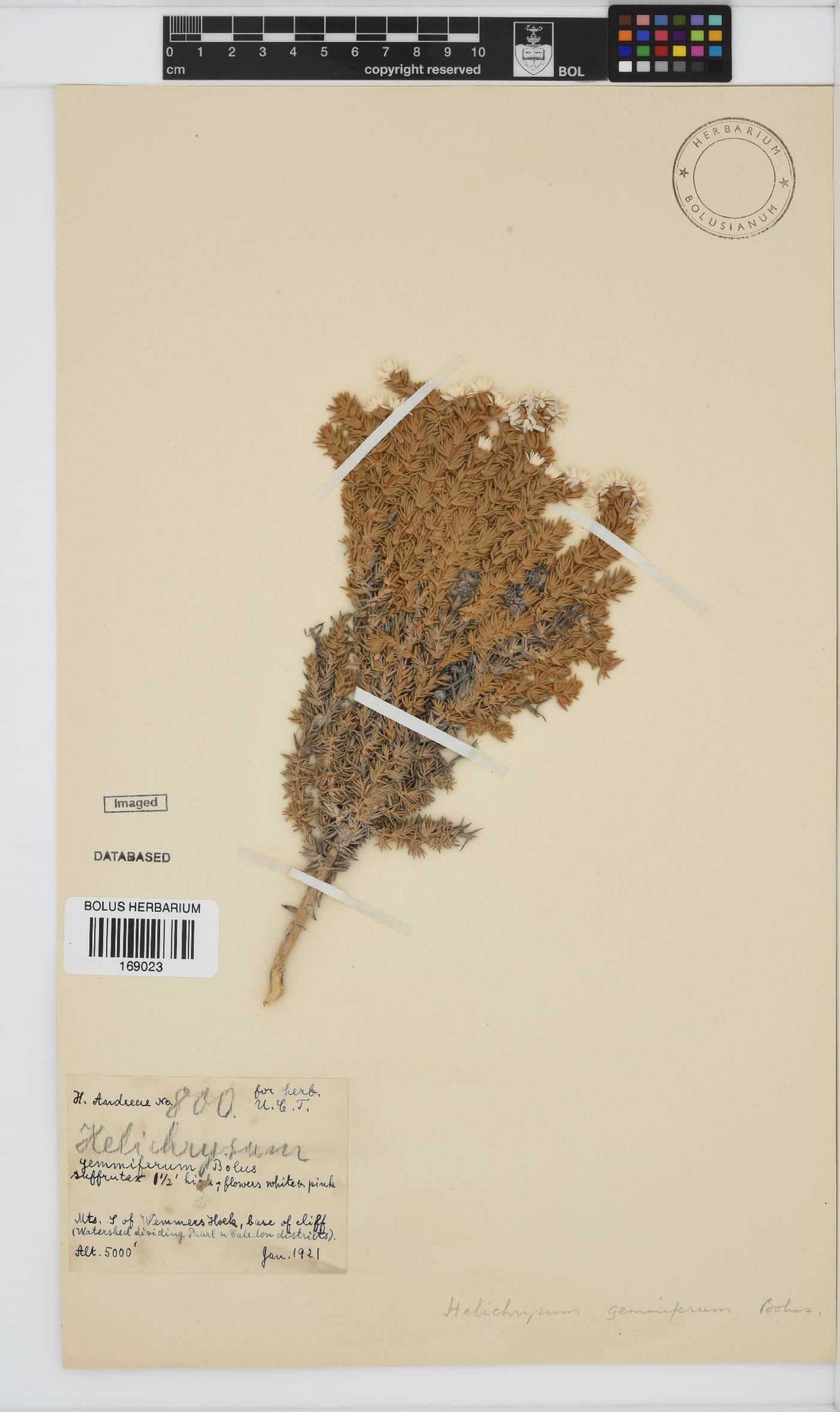 Atrichantha gemmifera image