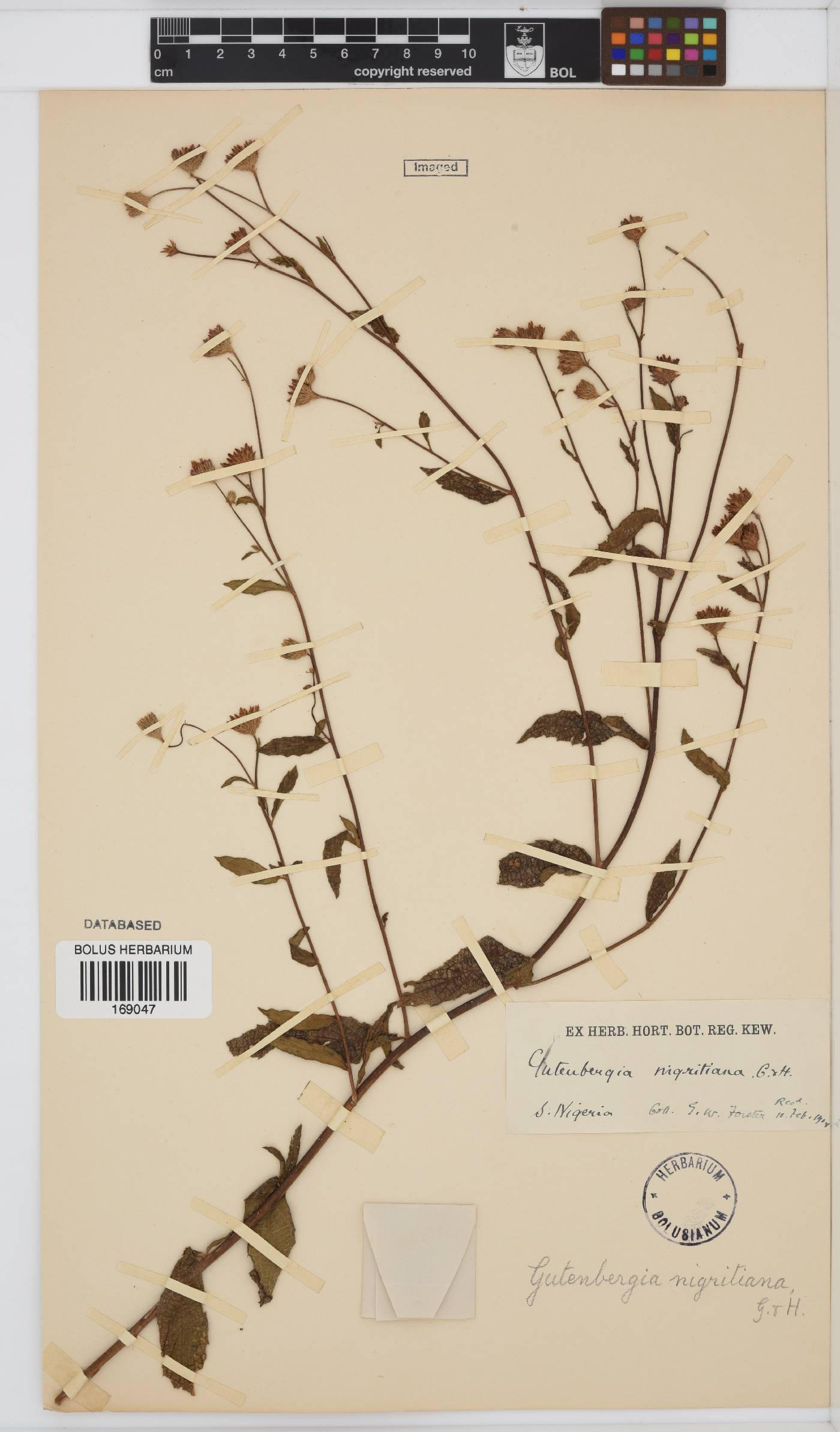 Kinghamia image