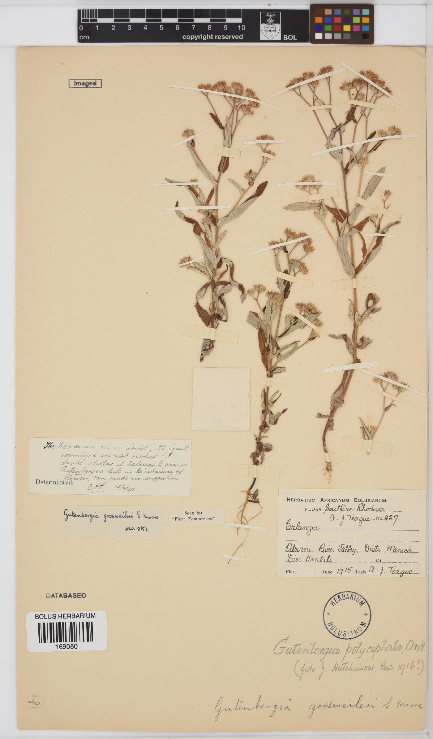 Gutenbergia gossweileri image