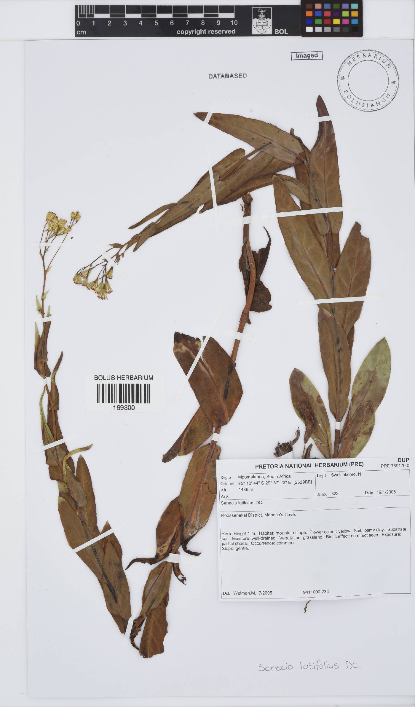 Senecio latifolius image