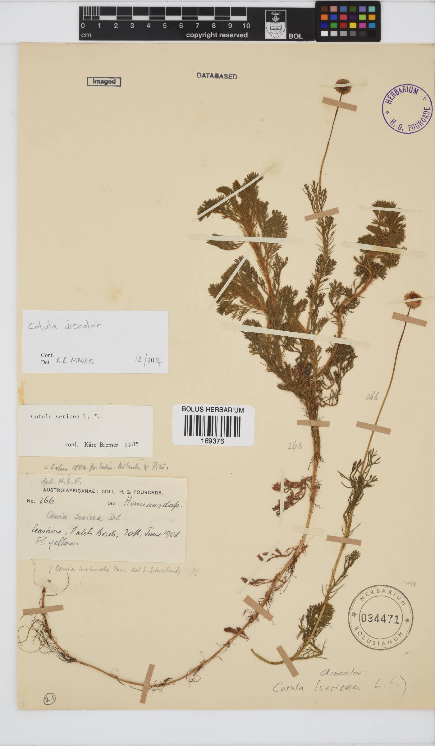 Dichrocephala integrifolia subsp. integrifolia image