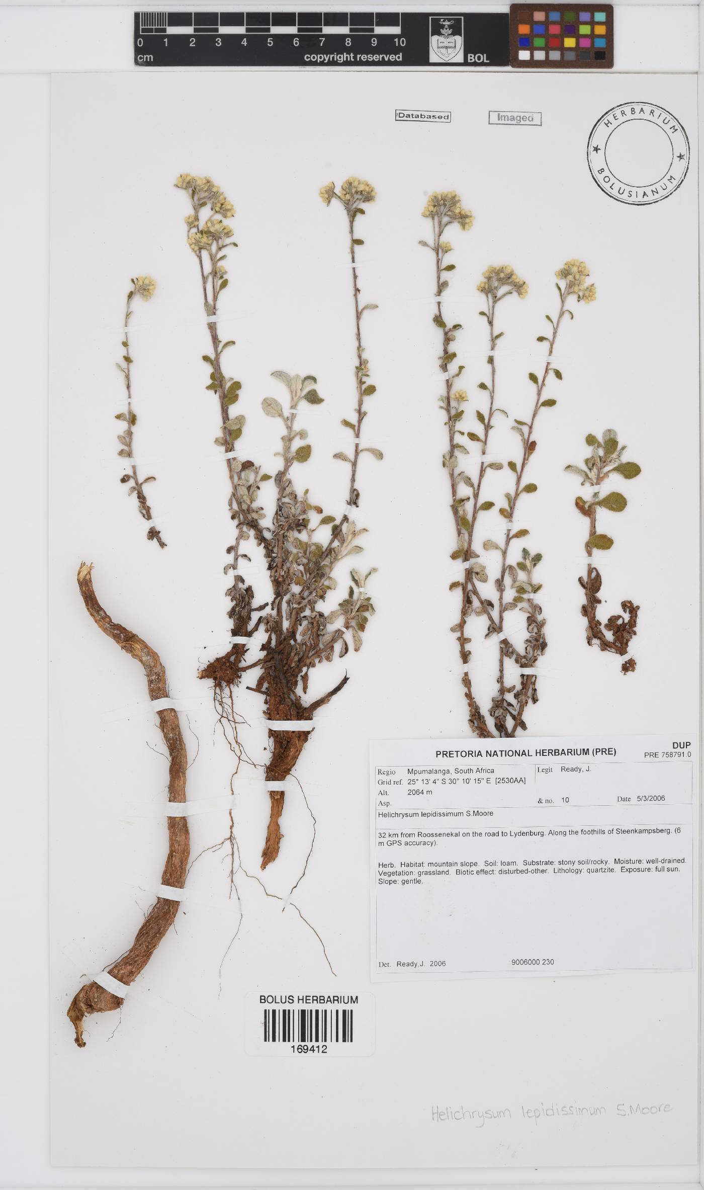 Helichrysum lepidissimum image