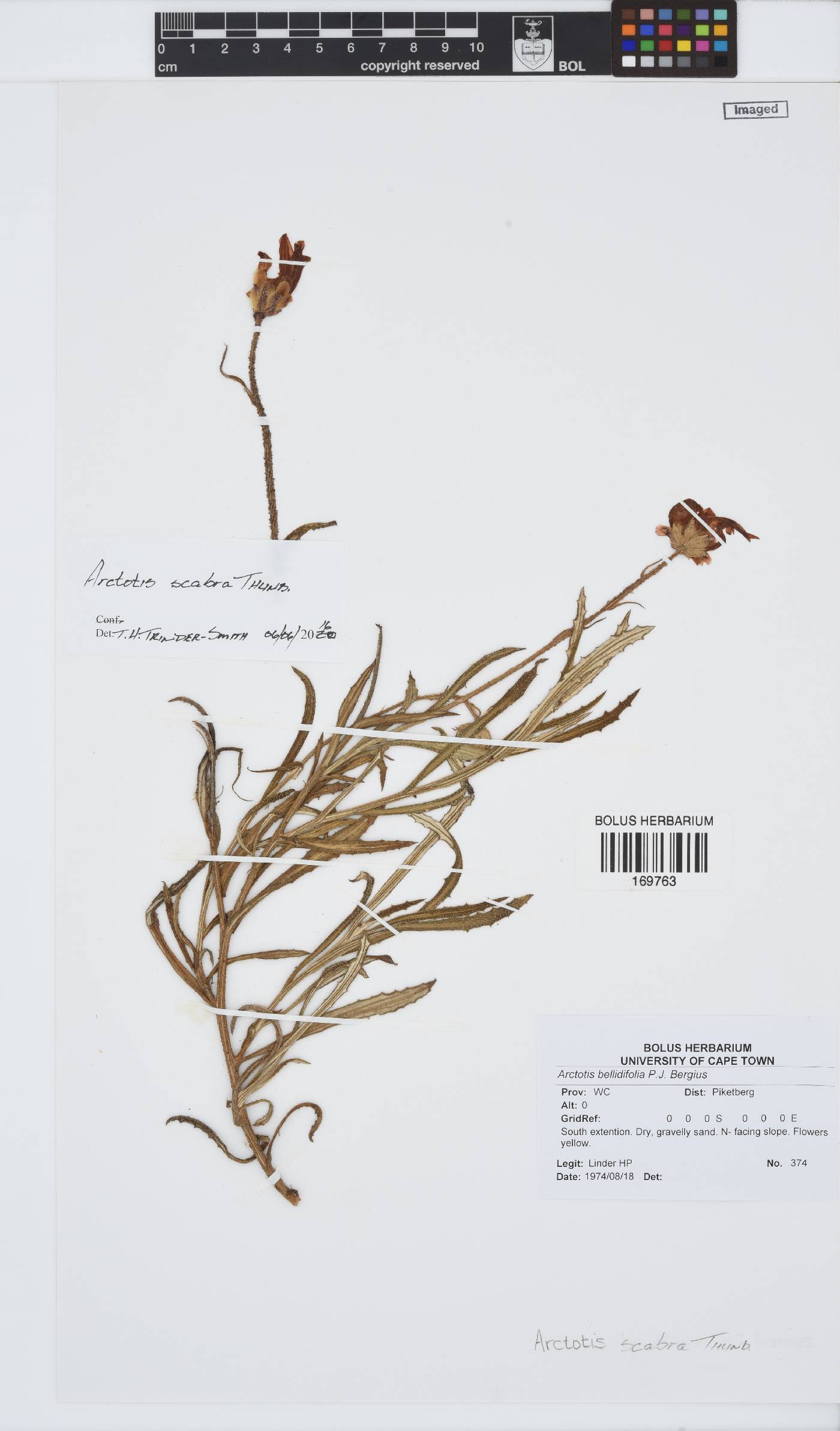 Arctotis scabra image