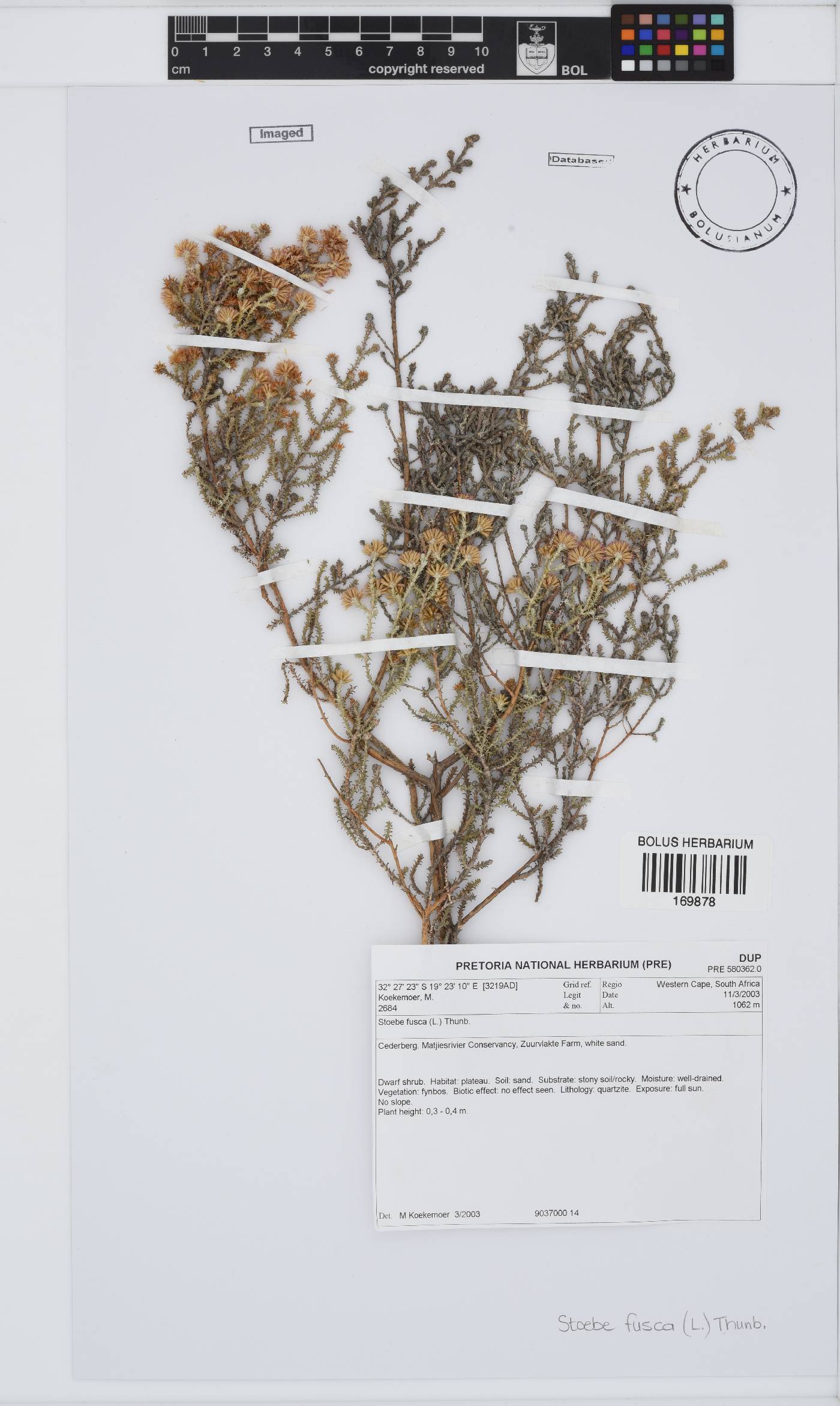 Stoebe fusca image