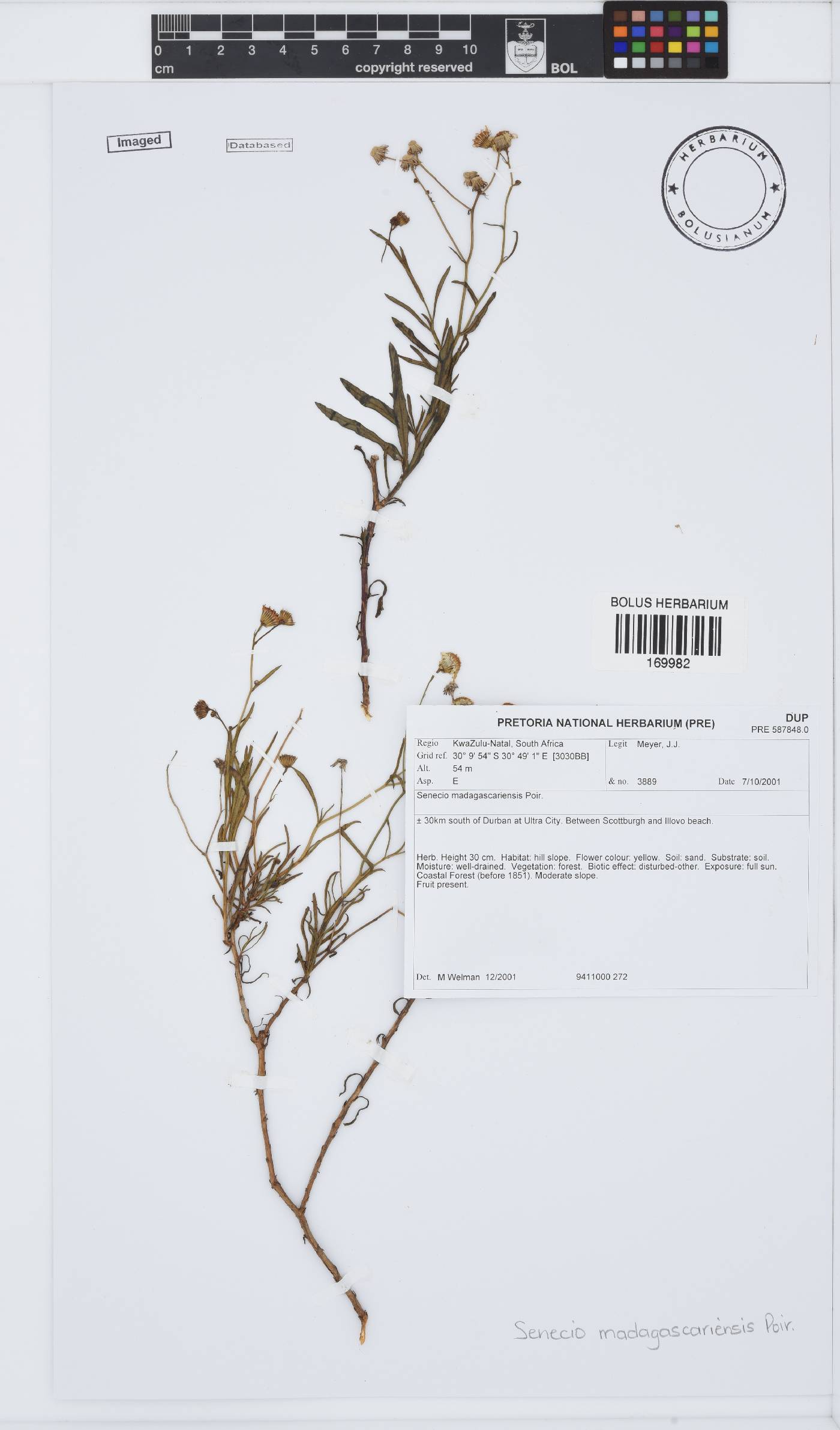 Senecio madagascariensis image