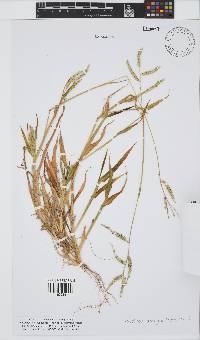 Urochloa brachyura image