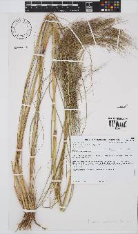 Image of Aristida meridionalis