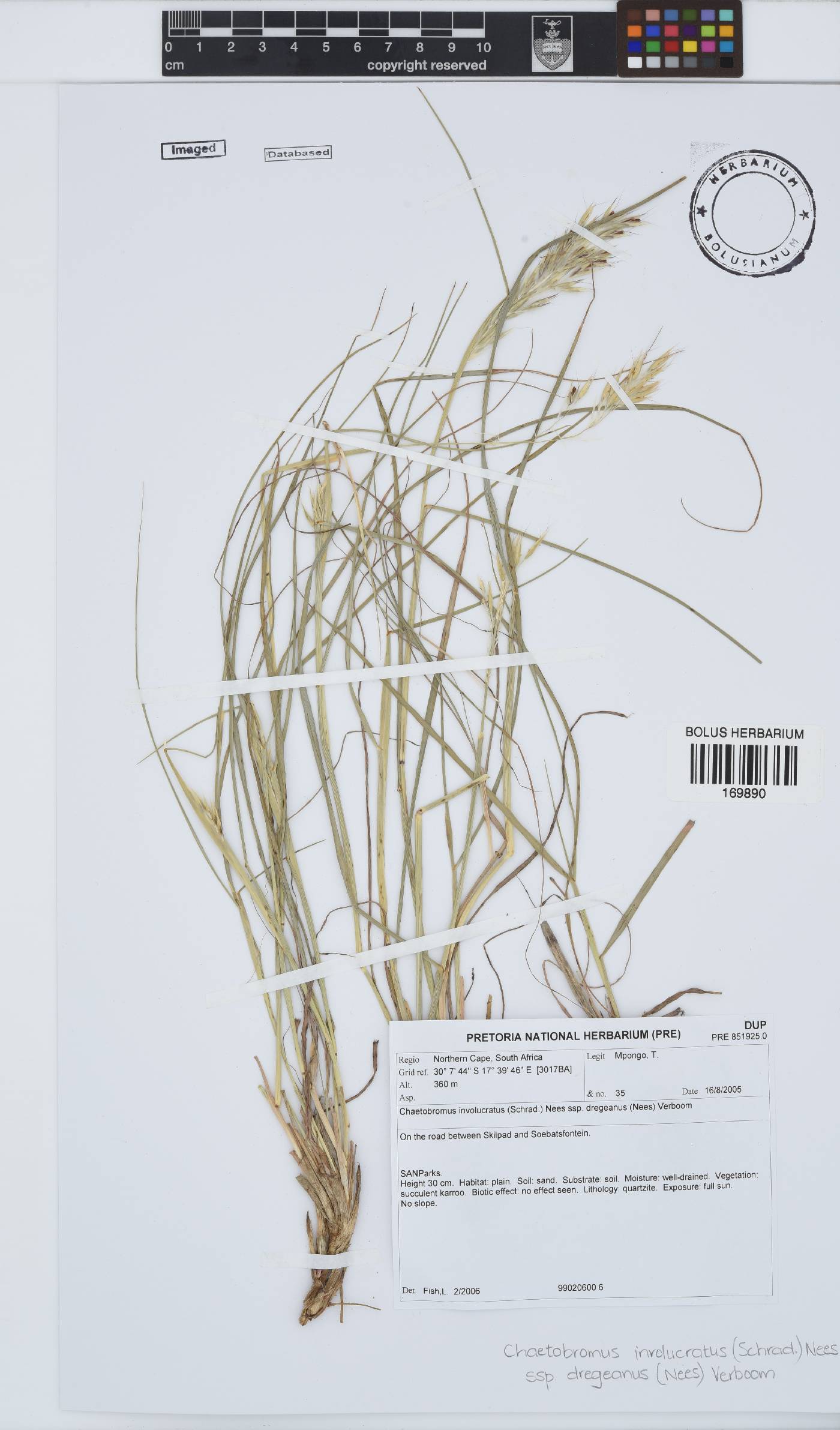 Chaetobromus involucratus subsp. dregeanus image