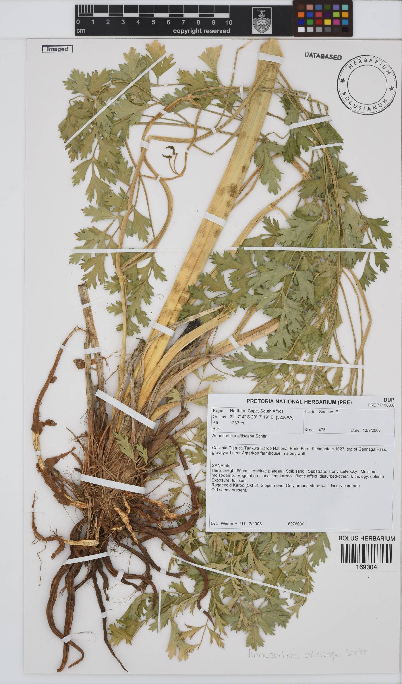 Annesorhiza altiscapa image