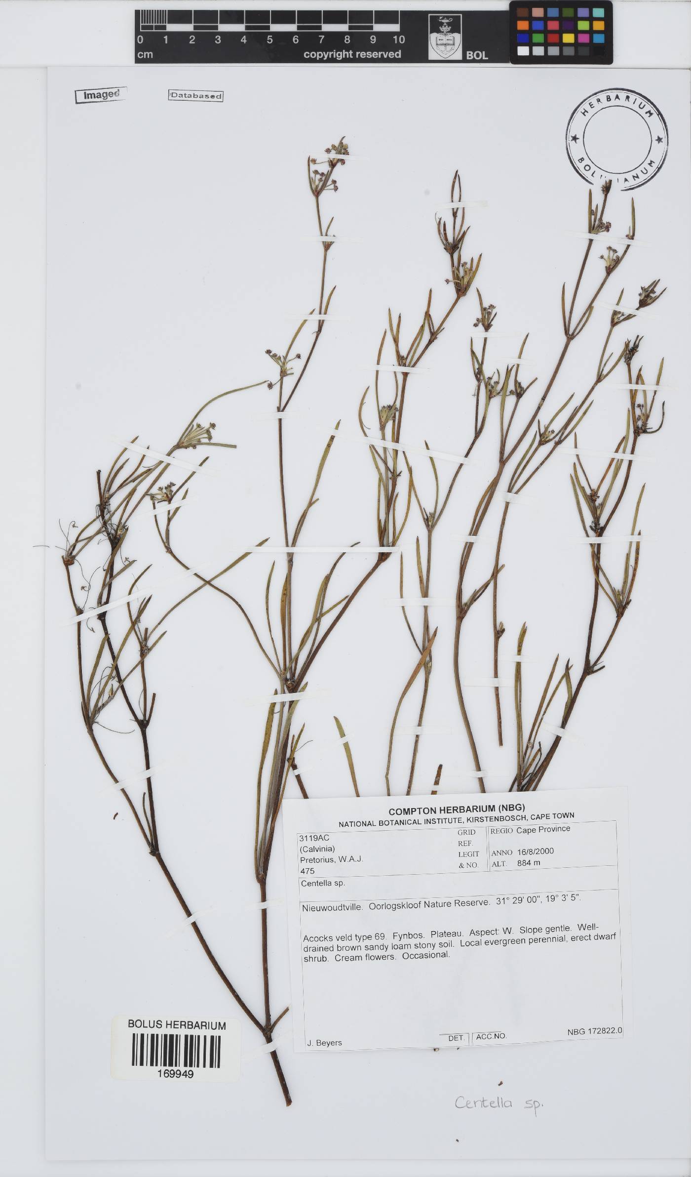 Centella image