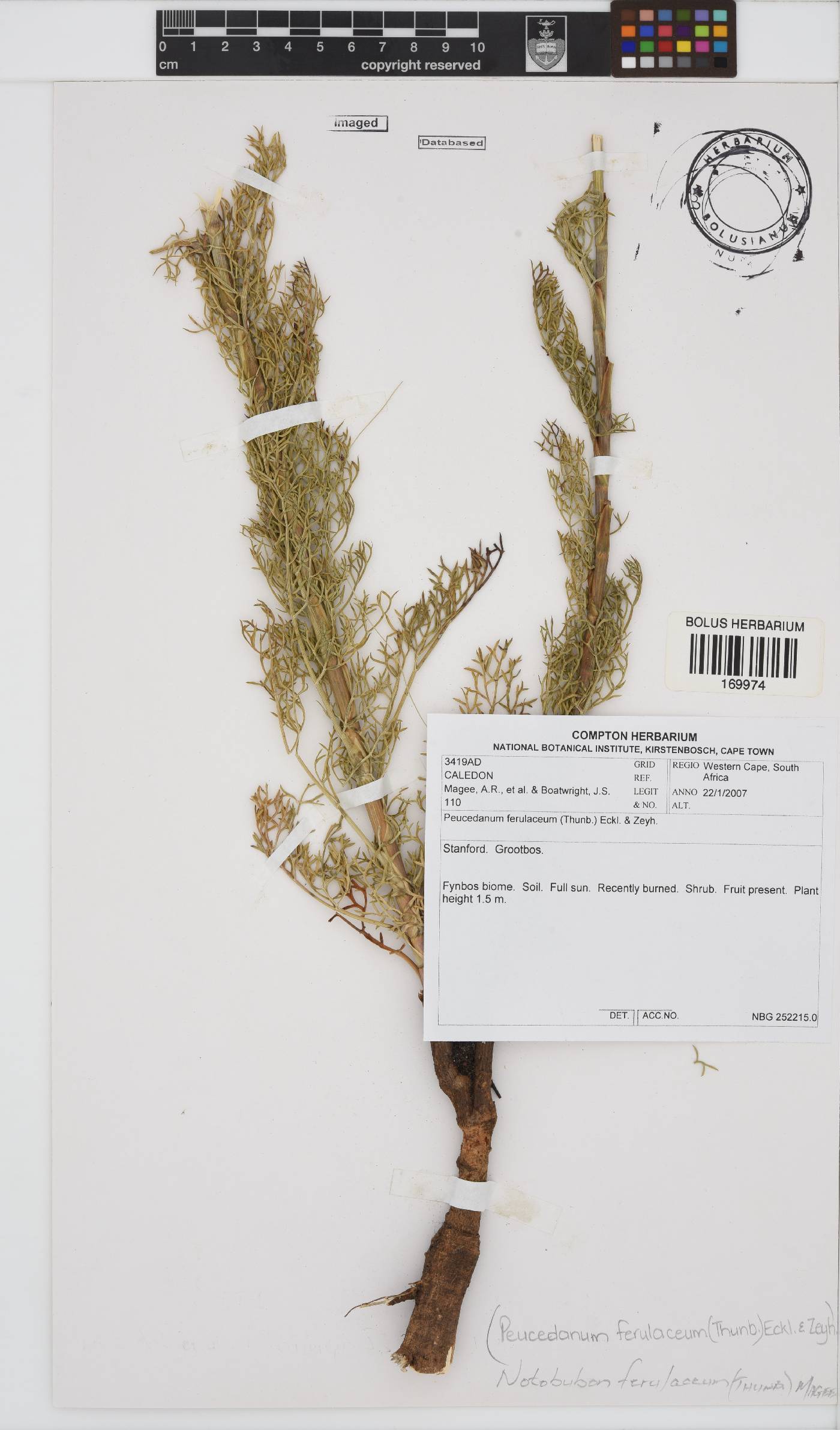 Notobubon ferulaceum image