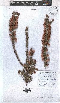 Erica bodkinii image