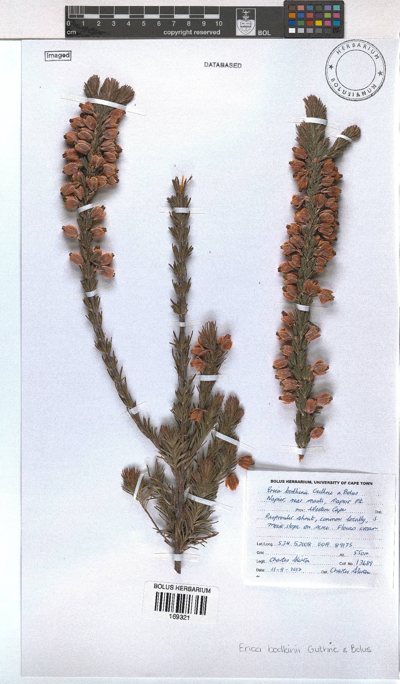Erica bodkinii image