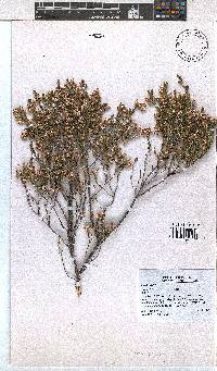 Erica calycina image