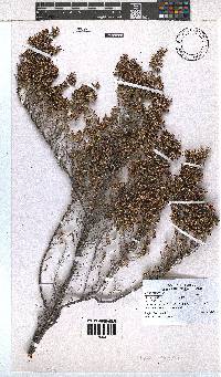 Erica imbricata image