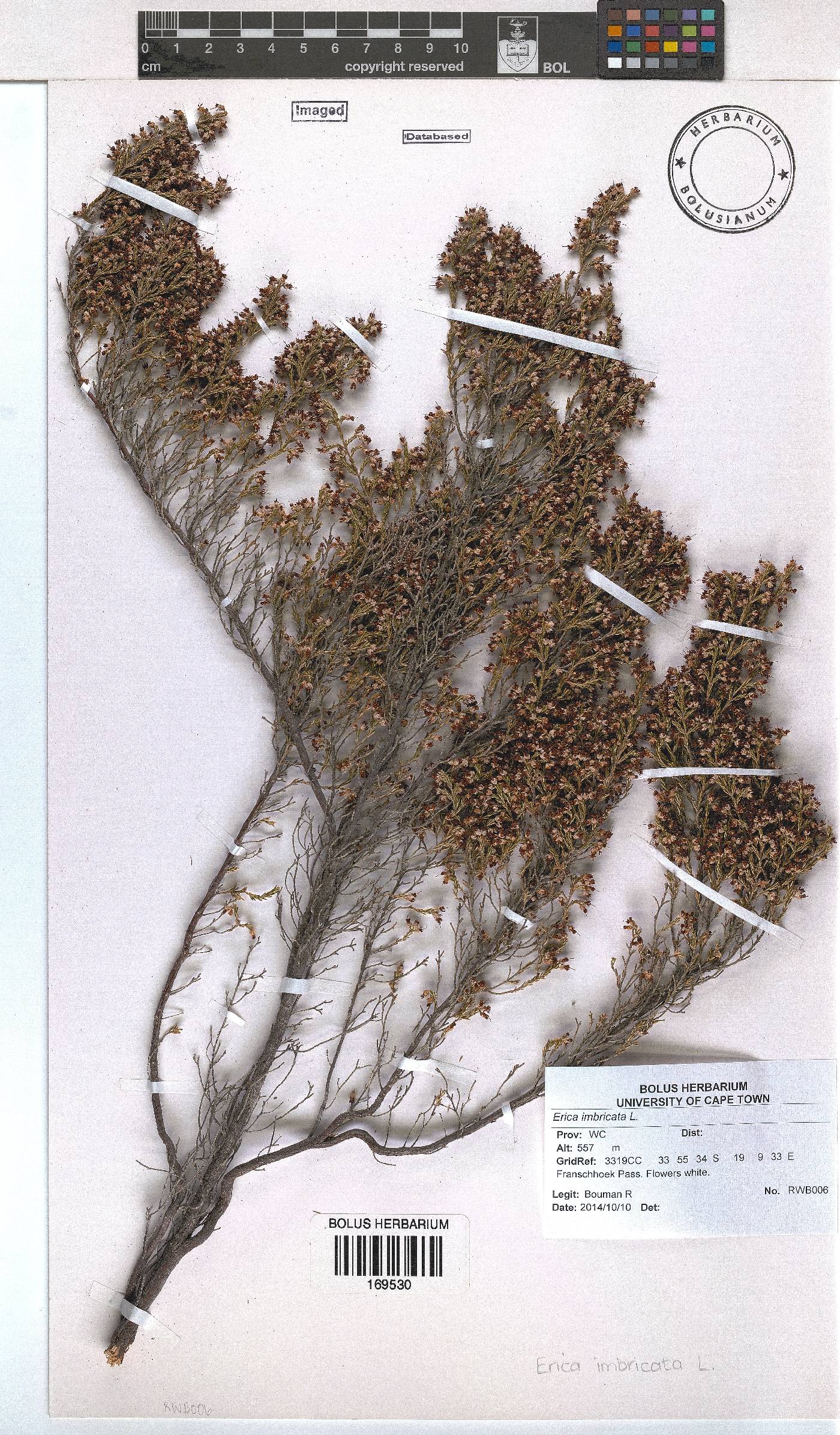 Erica imbricata image