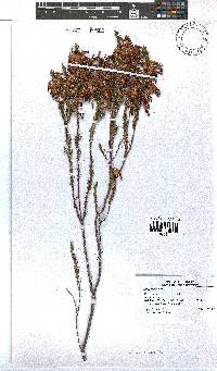 Erica plukenetii image