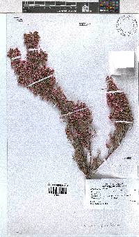 Erica cristiflora image