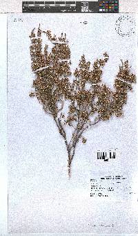 Erica imbricata image