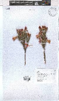 Erica pectinifolia image