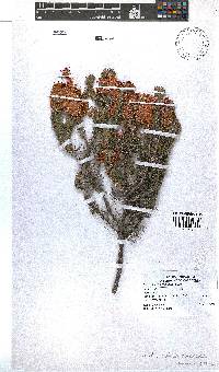 Erica abietina subsp. aurantiaca image