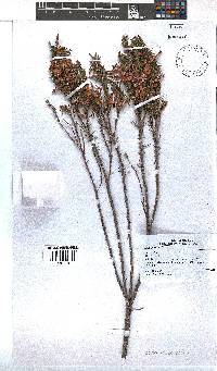 Erica plukenetii image