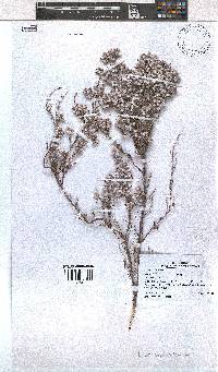 Erica bruniades image