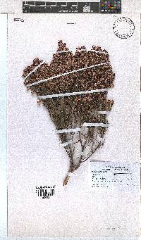 Erica labialis image