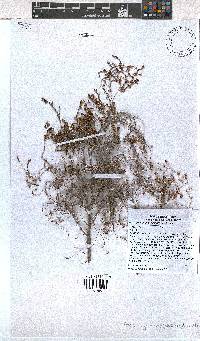 Erica zeyheriana image