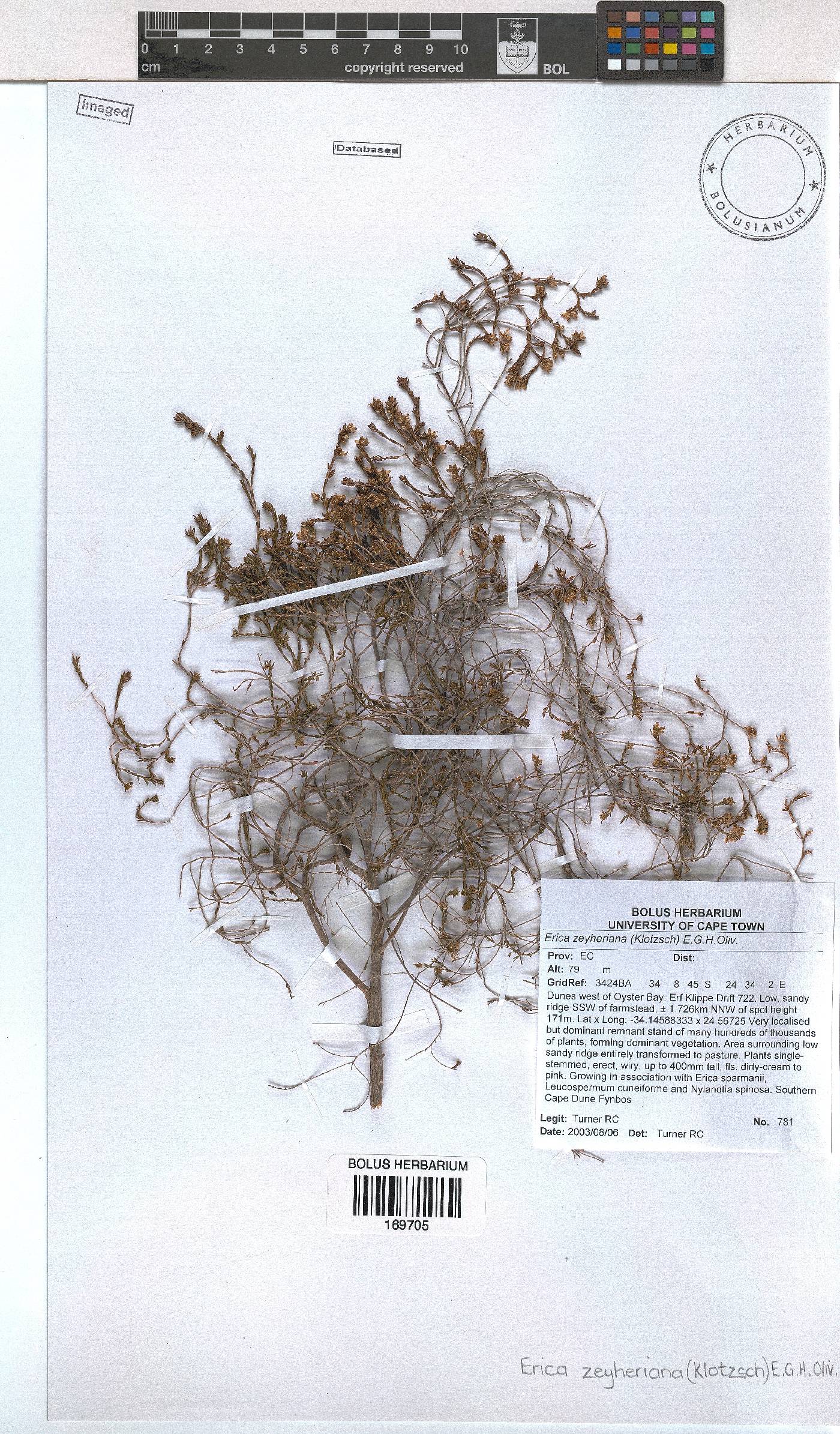 Erica zeyheriana image