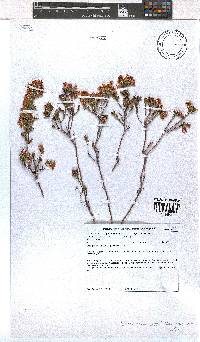 Erica denticulata image