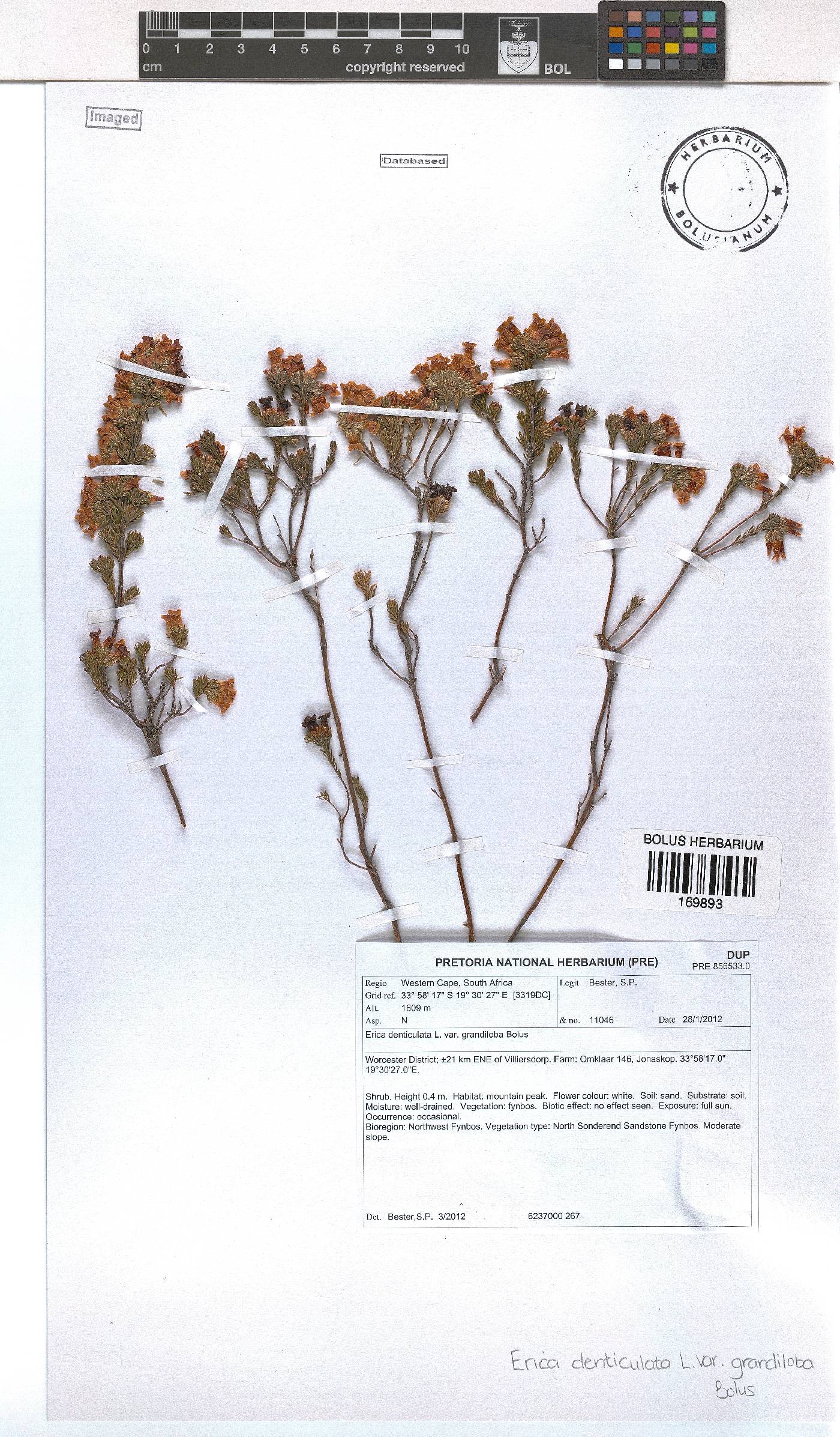 Erica denticulata var. grandiloba image