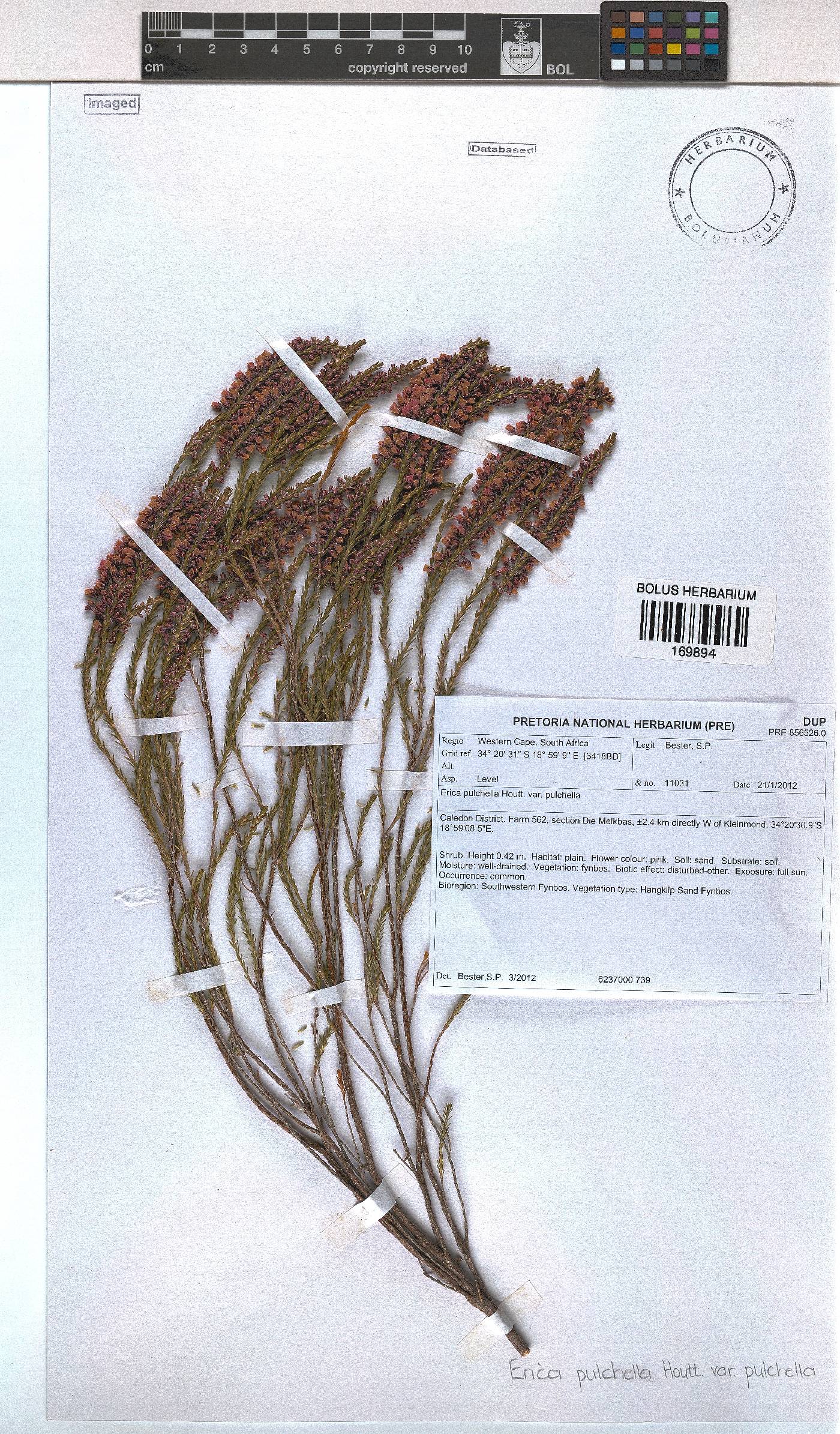 Erica pulchella var. pulchella image