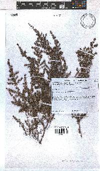 Erica hispidula image