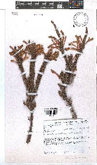 Erica densifolia image