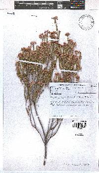 Erica verecunda image