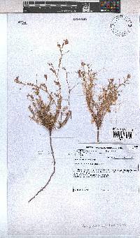 Hermannia bicolor image