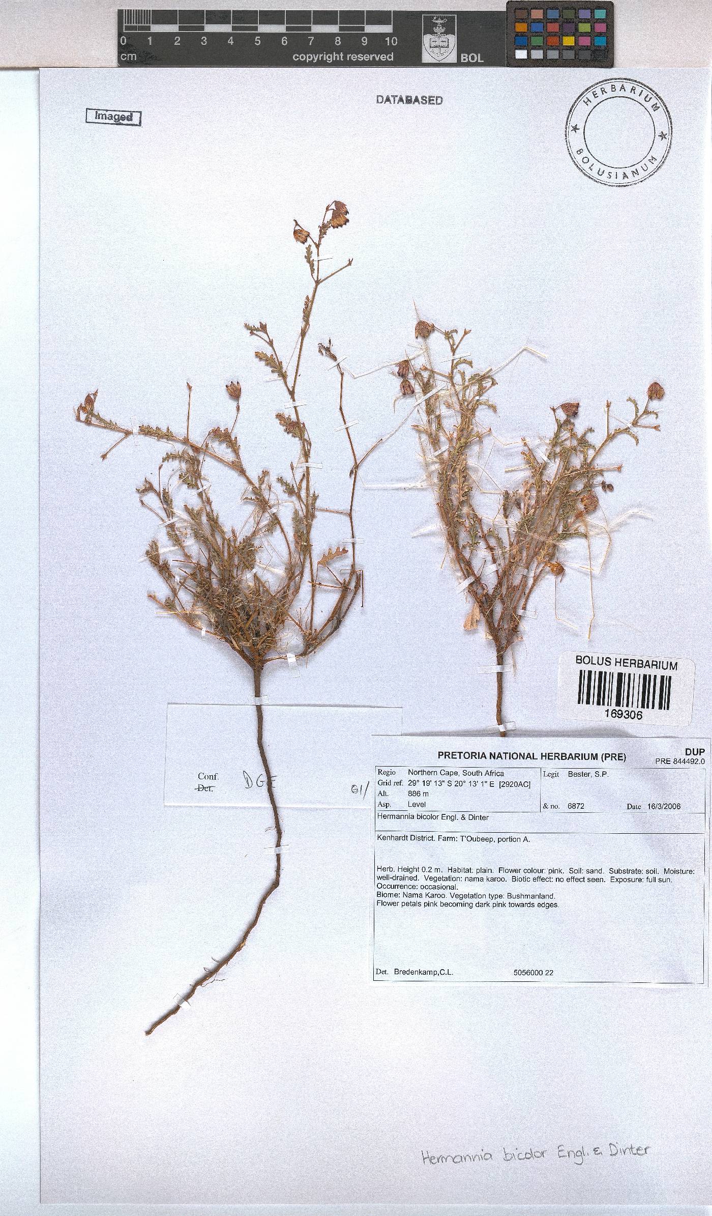 Hermannia bicolor image
